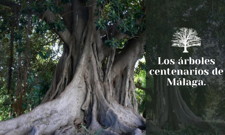 árboles centenarios de Málaga